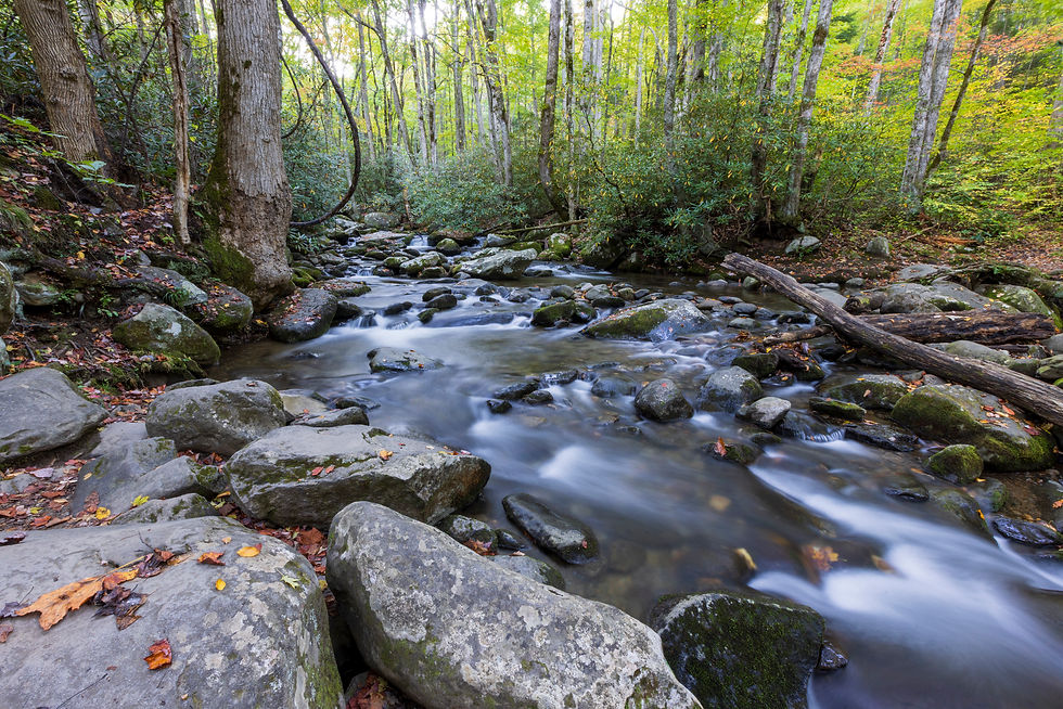Smokies in the Autumn - A Hackberry Farm Nature Photography Workshop field report