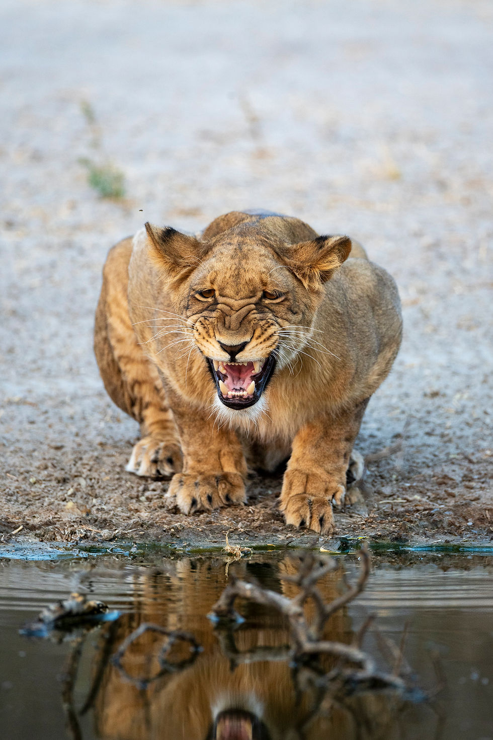 Waving at Elephants - A Hackberry Farm Nature Photography Workshops field report