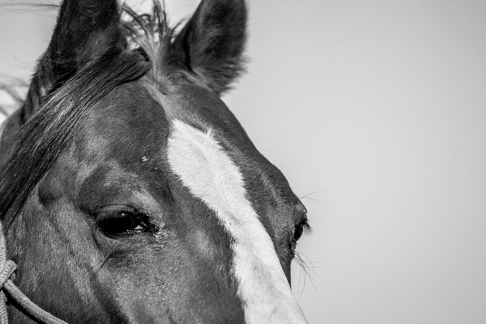 Cowboys and Canyonlands of Texas - A Hackberry Farm Photography Workshop