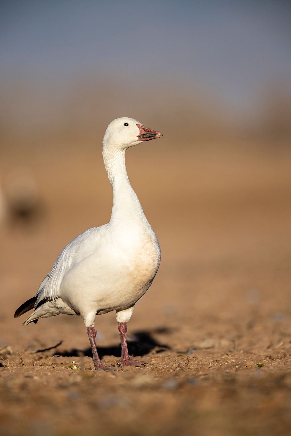 Bosque Del Apache - a Hackberry Farm Nature Photography workshop field report