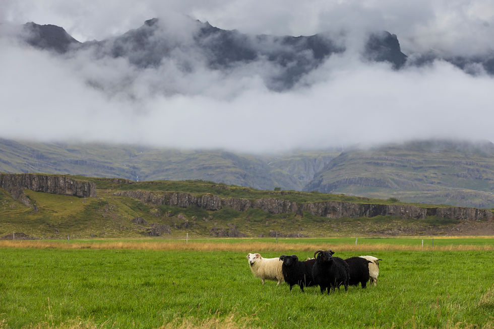 Summer in Iceland - A Hackberry farm Nature Photography Workshop field report