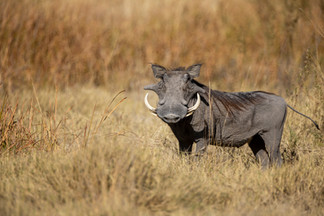 Waving at Elephants - A Hackberry Farm Nature Photography Workshops field report