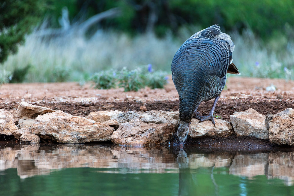 Redlands Ranch and Western Wildlife - A Hackberry Farm Nature Photography Workshops field report