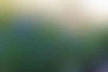 Texas Wildflowers Nature Photography Workshop - A Field Report