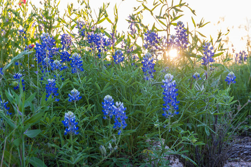 Texas Wildflowers Nature Photography Workshop - A Field Report