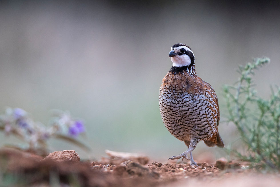 Redlands Ranch and Western Wildlife - A Hackberry Farm Nature Photography Workshops field report