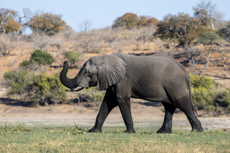 Waving at Elephants - A Hackberry Farm Nature Photography Workshops field report