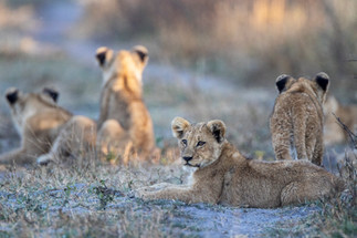 Waving at Elephants - A Hackberry Farm Nature Photography Workshops field report
