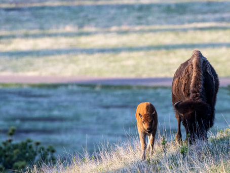 It’s a scene that’s played out for time immemorial. The sublimity of the moment is palpable, and each one of us on this nature photography workshop soaks it all in. It’s such a blessing to take a camera in hand and head afield to witness and document Mother Nature’s story. The undulating prairie unfolds away from us for quite a piece until it gives way to ever-growing hills of granite. These Black Hills are legendary in our country’s historical canon. They’ve been a site of conflict and reconciliation. They are places where the greatest ideals of our country are celebrated in the grandest of ways. They are a spiritual place for the Native Americans who once (and still do) call these hills home. They are a reflection of who we were as a people and who we’ve become. They are a place whose natural beauty is preserved for future generations because wholesale development has been limited.