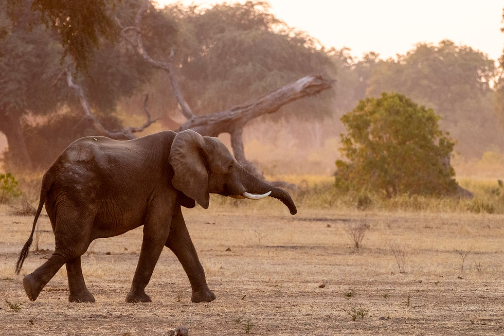 The site is an exhilarating one for this nature photography workshop. However, it’s just one of many we experience as we’ll parallel the mighty Zambezi each morning and afternoon.