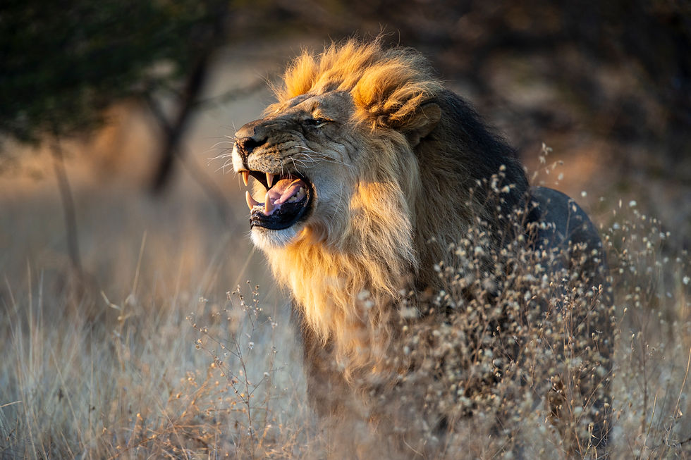 Beautiful Botswana - A Hackberry Farm Photography Workshops Field Report