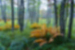 Acadia National Park - A Hackberry Farm Nature Photography Workshop field report