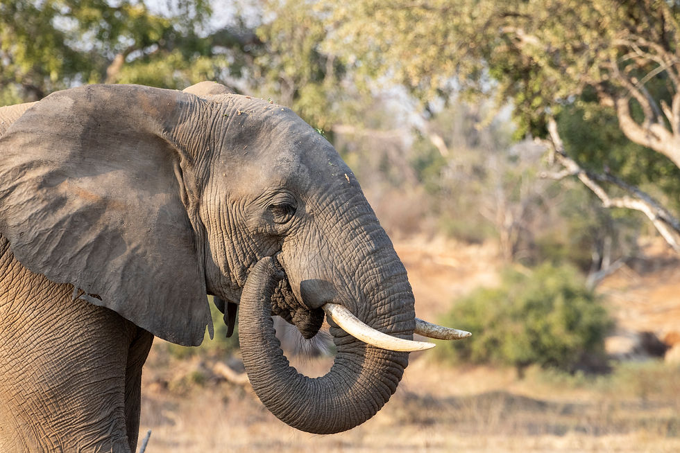 The site is an exhilarating one for this nature photography workshop. However, it’s just one of many we experience as we’ll parallel the mighty Zambezi each morning and afternoon.