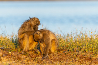 Waving at Elephants - A Hackberry Farm Nature Photography Workshops field report