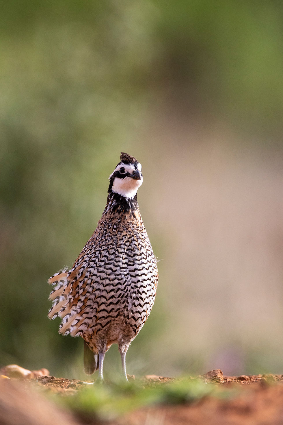 Redlands Ranch and Western Wildlife - A Hackberry Farm Nature Photography Workshops field report