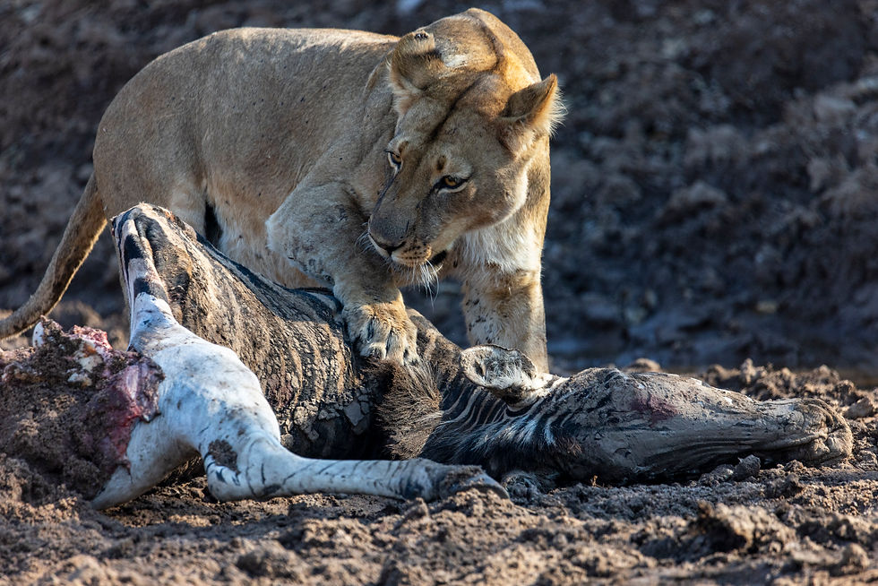 Botswana - Journey to the Wild - A Hackberry Farm nature photography field report