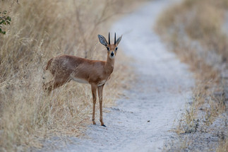 Waving at Elephants - A Hackberry Farm Nature Photography Workshops field report