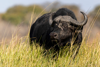 Waving at Elephants - A Hackberry Farm Nature Photography Workshops field report