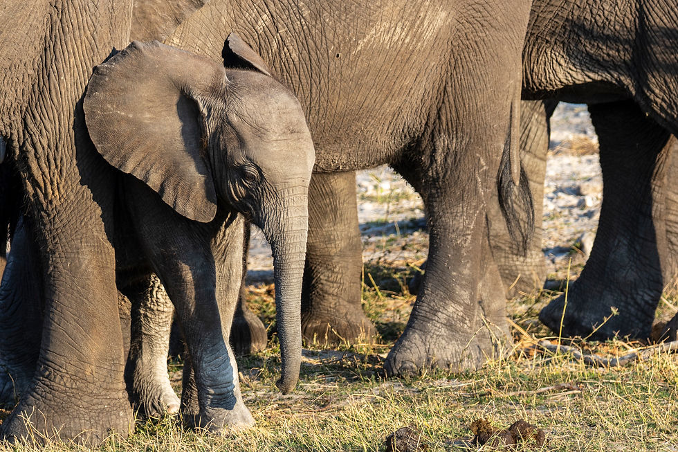 Waving at Elephants - A Hackberry Farm Nature Photography Workshops field report
