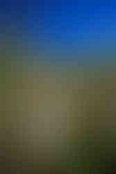 Texas Wildflowers Nature Photography Workshop - A Field Report