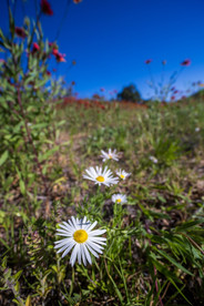Texas Wildflowers Nature Photography Workshop - A Field Report