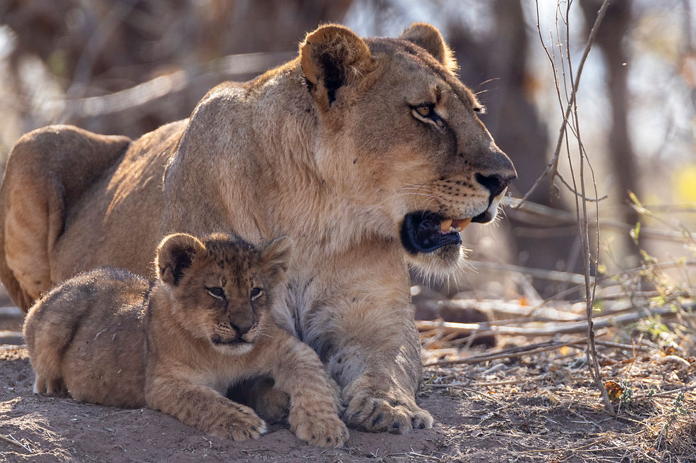 Botswana - Journey to the Wild - A Hackberry Farm nature photography field report