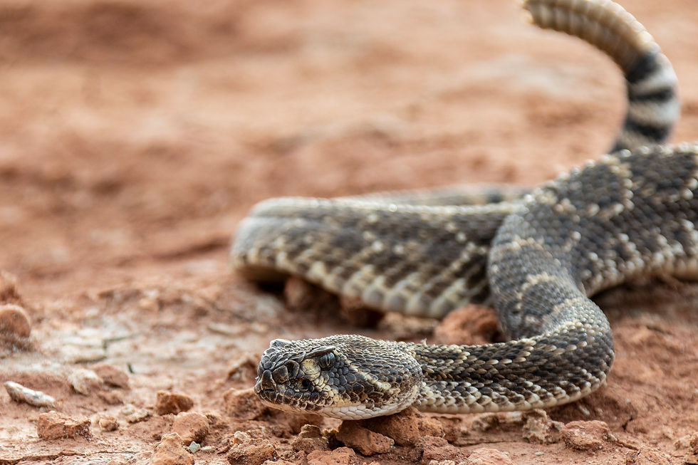 Redlands Ranch and Western Wildlife - A Hackberry Farm Nature Photography Workshops field report