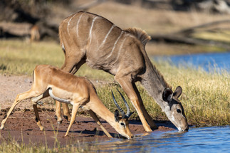 Waving at Elephants - A Hackberry Farm Nature Photography Workshops field report