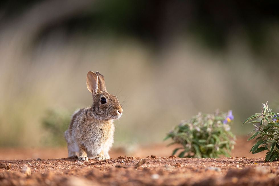 Redlands Ranch and Western Wildlife - A Hackberry Farm Nature Photography Workshops field report