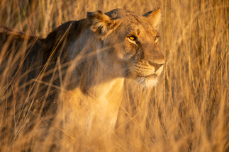 Waving at Elephants - A Hackberry Farm Nature Photography Workshops field report