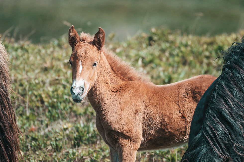 The Wild Horses of Sable Island - A Hackberry Farm Nature Photography Workshop field report