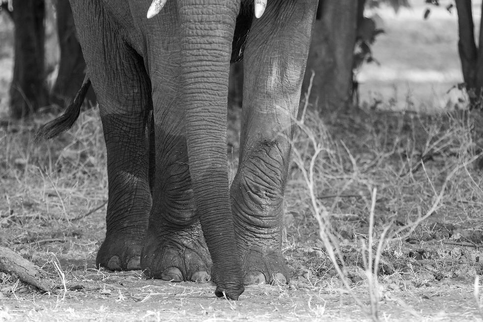 The site is an exhilarating one for this nature photography workshop. However, it’s just one of many we experience as we’ll parallel the mighty Zambezi each morning and afternoon.