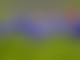 Texas Wildflowers Nature Photography Workshop - A Field Report