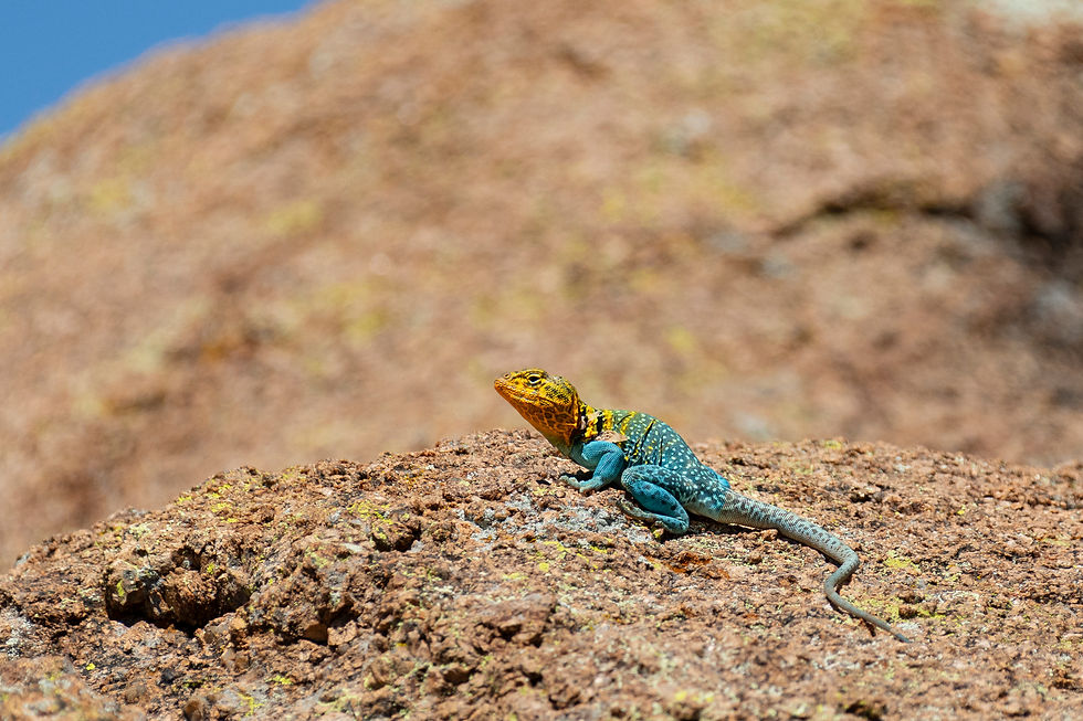 Redlands Ranch and Western Wildlife - A Hackberry Farm Nature Photography Workshops field report