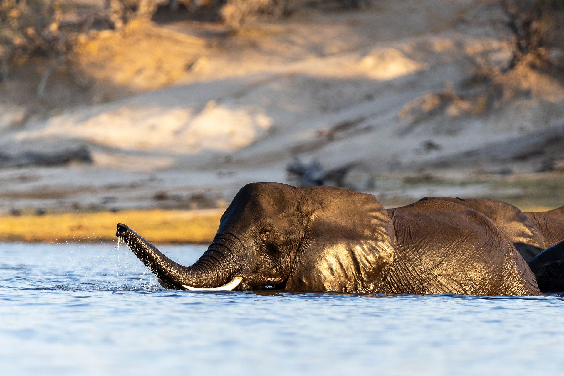 Waving at Elephants - A Hackberry Farm Nature Photography Workshops field report
