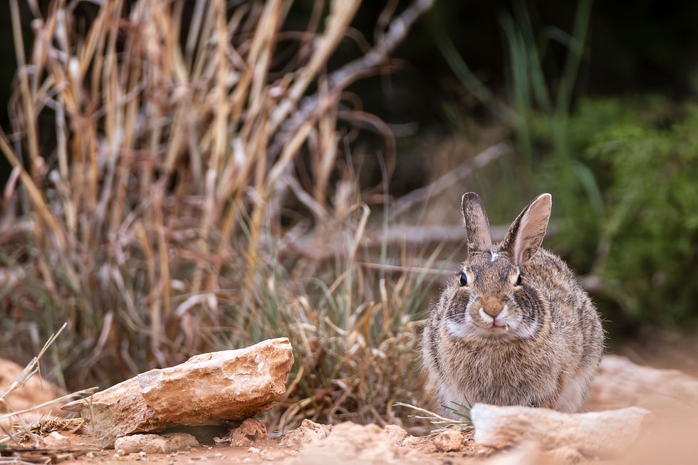 Redlands Ranch and Western Wildlife - A Hackberry Farm Nature Photography Workshops field report
