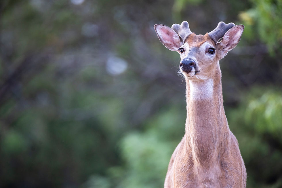 Redlands Ranch and Western Wildlife - A Hackberry Farm Nature Photography Workshops field report