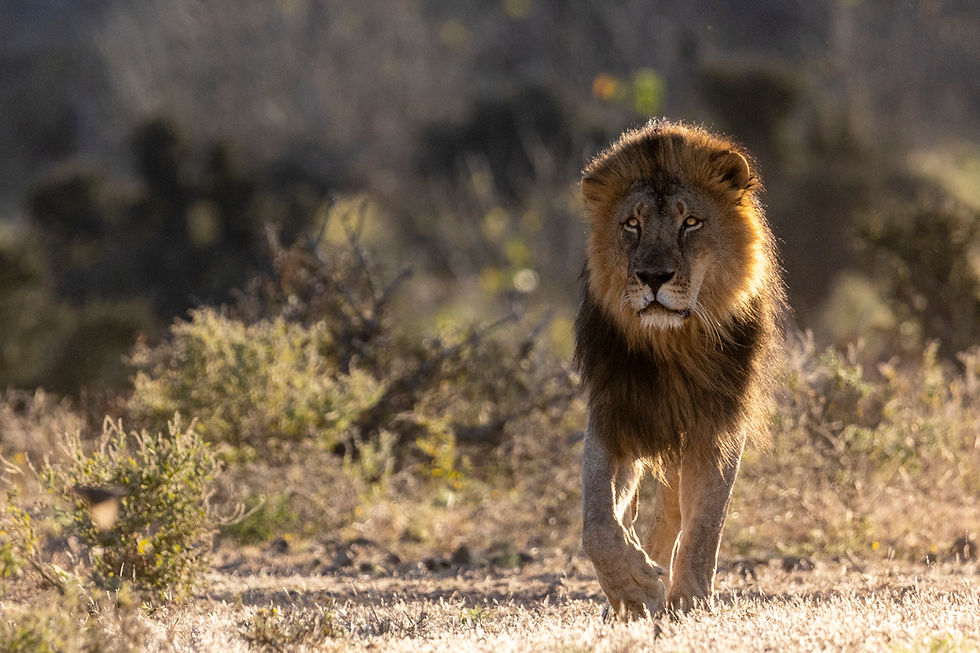 Botswana - Journey to the Wild - A Hackberry Farm nature photography field report