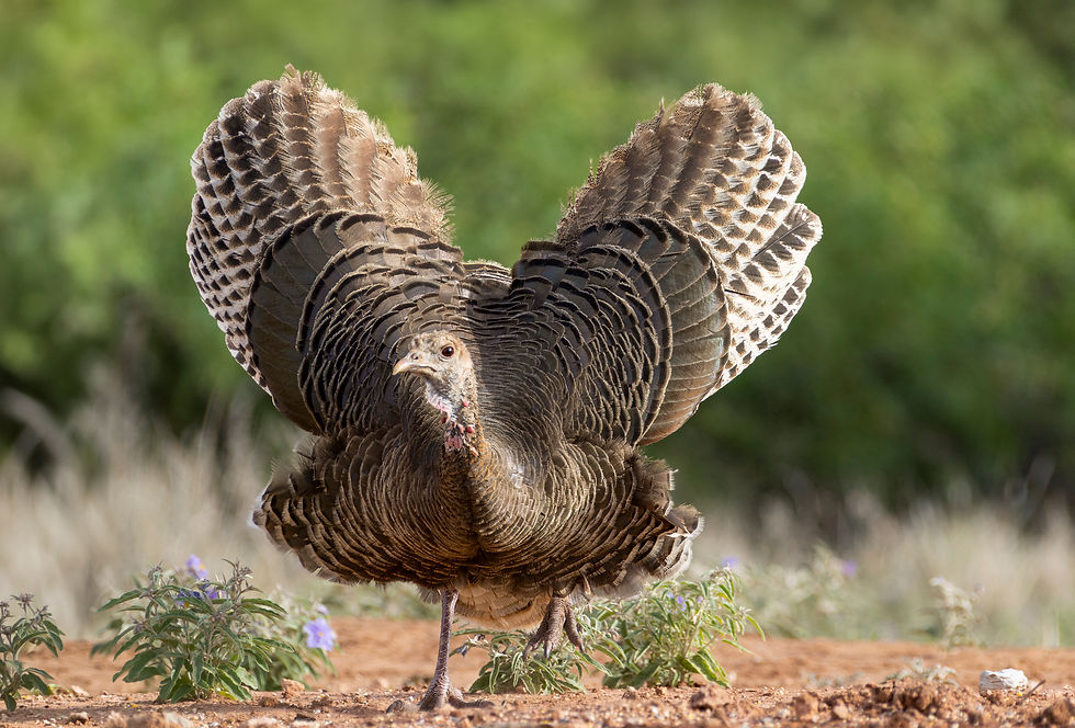Redlands Ranch and Western Wildlife - A Hackberry Farm Nature Photography Workshops field report