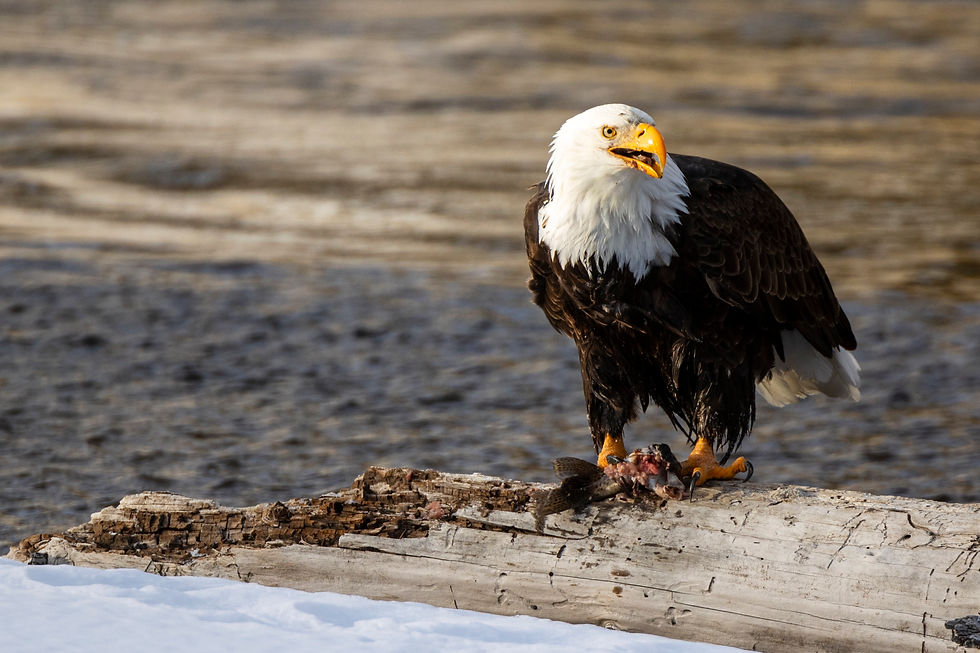 Winter in Yellowstone - A Hackberry Farm Nature Photography Workshop field report