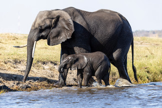 Waving at Elephants - A Hackberry Farm Nature Photography Workshops field report
