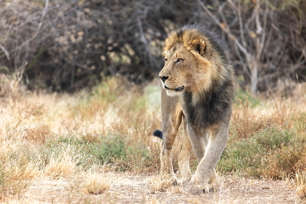 Botswana - Journey to the Wild - A Hackberry Farm nature photography field report