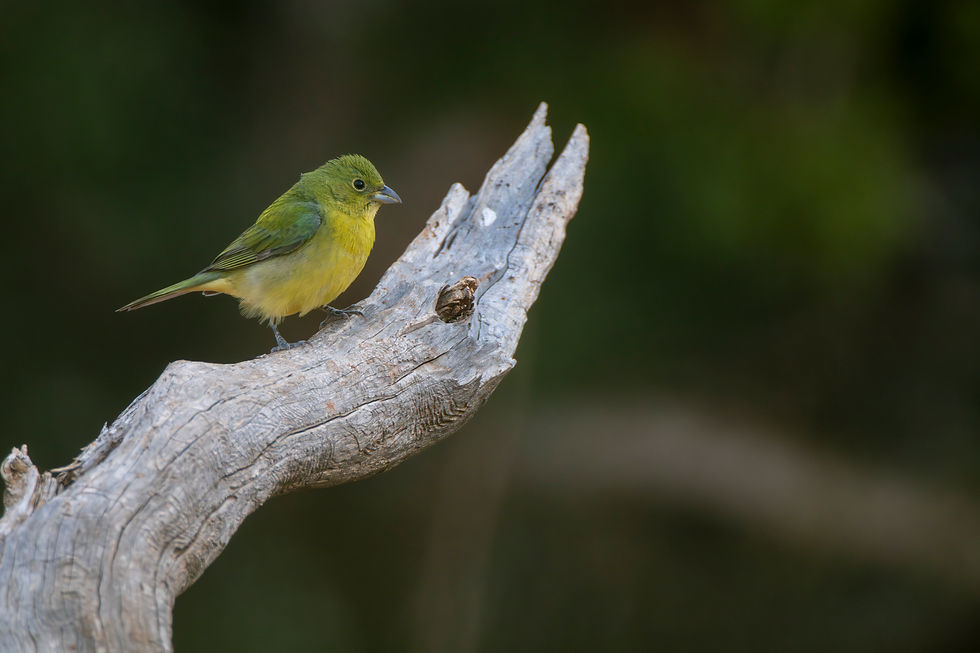 Redlands Ranch and Western Wildlife - A Hackberry Farm Nature Photography Workshops field report