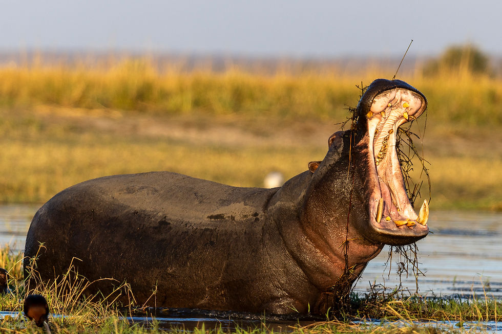 Waving at Elephants - A Hackberry Farm Nature Photography Workshops field report