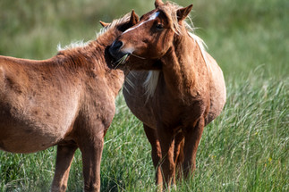 The Wild Horses of Sable Island - A Hackberry Farm Nature Photography Workshop field report
