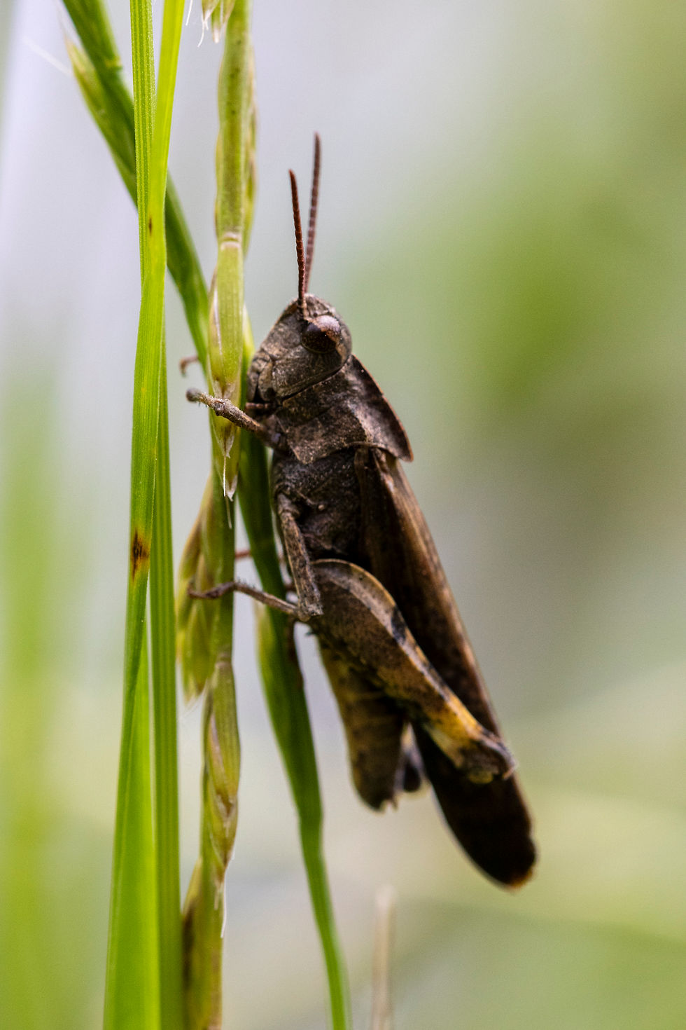 Hackberry Farm Macro Photography Day Camp - A Field Report