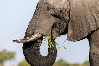 Waving at Elephants - A Hackberry Farm Nature Photography Workshops field report