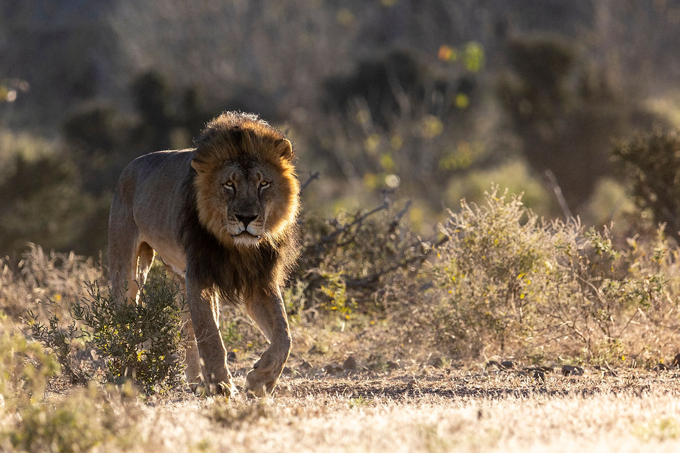 Botswana - Journey to the Wild - A Hackberry Farm nature photography field report