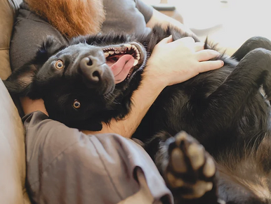 Exploring the Benefits of Pet CBD for Dogs