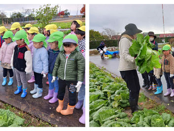 【岩沼】白菜を収穫しました🧑🏻🌾🥬